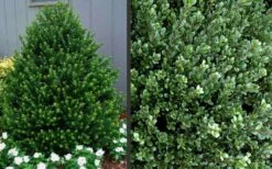 Pyramidal Compacta Japanese Holly - 3 Gallon Pot -Garden Plants Shop Picture Holly Compacta Pyramidal 1