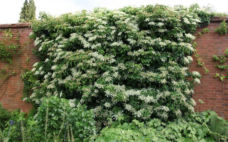 Moonlight Climbing Hydrangea - 1 Gallon Pot 11 Moonlight Climbing Hydrangea - 1 Gallon Pot - Image 9