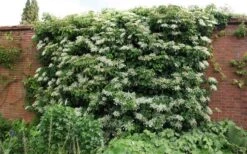 Moonlight Climbing Hydrangea - 5 Gallon Pot 21 Moonlight Climbing Hydrangea - 5 Gallon Pot -Garden Plants Shop Picture Hydrangea Climbing Petiolaris 5