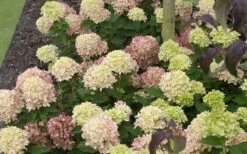 Little Lime Hydrangea - 1 Gallon Pot -Garden Plants Shop Picture Hydrangea Little Lime 2 2