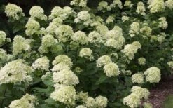 Little Lime Hydrangea - 1 Gallon Pot -Garden Plants Shop Picture Hydrangea Little Lime 3 2
