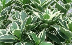 Mariesii Variegated Lacecap Hydrangea - 1 Gallon Pot 9 Mariesii Variegated Lacecap Hydrangea - 1 Gallon Pot -Garden Plants Shop Picture Hydrangea Variegated Foliage