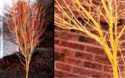 Bihou Yellow Bark Japanese Maple - 1 Gallon Pot -Garden Plants Shop Picture Japanese Maple Bihou 1
