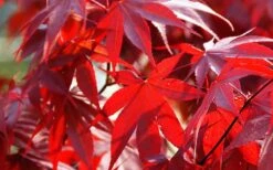 Fireglow Red Leaf Japanese Maple - 1 Gallon Pot -Garden Plants Shop Picture Japanese Maple Fireglow 2 1