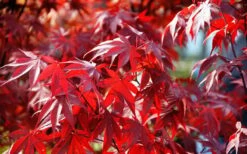 Fireglow Red Leaf Japanese Maple - 5 Gallon Pot (4.5-5.5') -Garden Plants Shop Picture Japanese Maple Fireglow 3