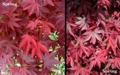 Red 'N Summer Japanese Maple - Acer Palmatum 'Hefner's Red' - 3 Gallon Pot -Garden Plants Shop Picture Japanese Maple Hefners Red Spring