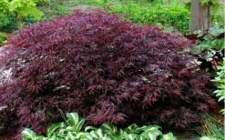 Red Dragon Dwarf Japanese Maple - 3 Gallon Pot 17 Red Dragon Dwarf Japanese Maple - 3 Gallon Pot -Garden Plants Shop Picture Japanese Maple Red Dragon
