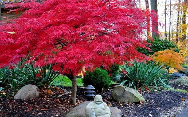 Red Dragon Dwarf Japanese Maple - 3 Gallon Pot 7 Red Dragon Dwarf Japanese Maple - 3 Gallon Pot - Image 5