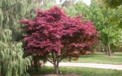 Red Japanese Maple - Acer Palmatum 'Atropurpureum' - 1 Gallon Pot -Garden Plants Shop Picture Japanese Maple Red Leaf
