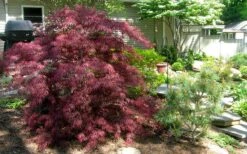 Tamukeyama Dwarf Red Japanese Maple - 2 Gallon Pot -Garden Plants Shop Picture Japanese Maple Tamukeyama 3 1