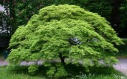 Viridis Dwarf Green Japanese Maple - 2 Gallon Pot 17 Viridis Dwarf Green Japanese Maple - 2 Gallon Pot -Garden Plants Shop Picture Japanese Maple Viridis