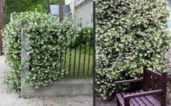Star Jasmine Vine (Trachelospermum Jasminoides) - 1 Gallon Pot -Garden Plants Shop Picture Jasmine Confederate 2