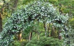 Star Jasmine Vine (Trachelospermum Jasminoides) - 1 Gallon Pot -Garden Plants Shop Picture Jasmine Confederate On Arch