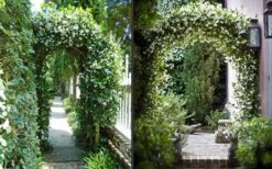 Star Jasmine Vine (Trachelospermum Jasminoides) - 1 Gallon Pot -Garden Plants Shop Picture Jasmine Confederate On Arches 2