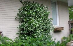 Star Jasmine Vine (Trachelospermum Jasminoides) - 1 Gallon Pot -Garden Plants Shop Picture Jasmine Confederate On Trellis