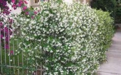 Star Jasmine Vine (Trachelospermum Jasminoides) - 1 Gallon Pot -Garden Plants Shop Picture Jasmine Confederate Vine 1