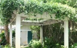 Star Jasmine Vine (Trachelospermum Jasminoides) - 1 Gallon Pot -Garden Plants Shop Picture Jasmine Confederate Vine 2