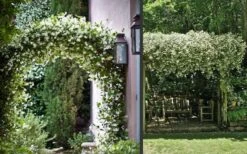 Madison Confederate Jasmine - 3 Gallon Pot -Garden Plants Shop Picture Jasmine Madison 3