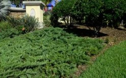 Parsons Juniper - Juniperus Davurica 'Parsonii' - 1 Gallon Pot -Garden Plants Shop Picture Juniper Parsons Border 2