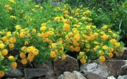 New Gold Hardy Lantana - 5 Pack Of Quart Pots -Garden Plants Shop Picture Lantana Trailing New Gold 2
