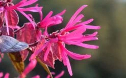 Purple Pixie Loropetalum - 1 Gallon Pot 16 Purple Pixie Loropetalum - 1 Gallon Pot -Garden Plants Shop Picture Loropetalum Purple Pixie Flower