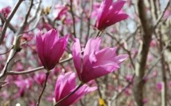Ann Magnolia Tulip Tree - 2 Gallon Pot -Garden Plants Shop Picture Magnolia Ann 1