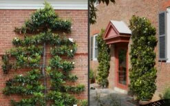 Little Gem Dwarf Southern Magnolia - 3 Gallon Pot (2.5-3.5') 15 Little Gem Dwarf Southern Magnolia - 3 Gallon Pot (2.5-3.5') -Garden Plants Shop Picture Magnolia Little Gem Espalier 2