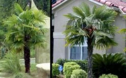 Windmill Cold Hardy Palm Tree - 1 Gallon Pot -Garden Plants Shop Picture Palm Windmill 3 1