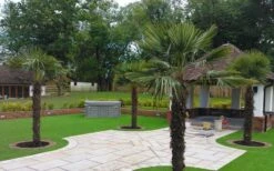 Windmill Cold Hardy Palm Tree - 1 Gallon Pot -Garden Plants Shop Picture Palm Windmill 4 1