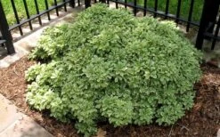 Variegated Pittosporum - Japanese Mock Orange - 1 Gallon Pot -Garden Plants Shop Picture Pittosporum Variegated Shrub 1