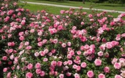 Sweet Drift Groundcover Rose - 1 Gallon Pot -Garden Plants Shop Picture Rose Drift Sweet 1