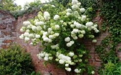 Chinese Snowball Viburnum Bush - 7 Gallon Pot (3-4') -Garden Plants Shop Picture Viburnum Chinese Snowball Espalier 2