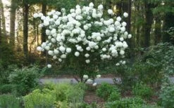 Chinese Snowball Viburnum Bush - 7 Gallon Pot (3-4') -Garden Plants Shop Picture Viburnum Chinese Snowball Tree 1 2