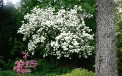 Chinese Snowball Viburnum Bush - 7 Gallon Pot (3-4') -Garden Plants Shop Picture Viburnum Chinese Snowball Tree 2 2
