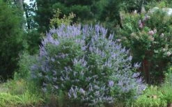 Blue Chaste Tree - Vitex Agnus-castus - 3 Gallon Pot -Garden Plants Shop Picture Vitex Chaste Tree 4