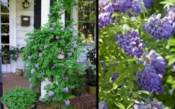 Amethyst Falls Wisteria Vine - 3 Gallon Pot -Garden Plants Shop Picture Wisteria Amethyst Falls 2