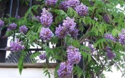 Amethyst Falls Wisteria Vine - 3 Gallon Pot -Garden Plants Shop Picture Wisteria Amethyst Falls Vine 1