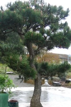 Japanese Black Pine - Pinus Thunbergii - 3 Gallon Pot -Garden Plants Shop Pine Japanese Black 11
