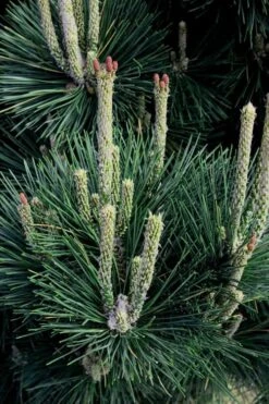 Japanese Black Pine - Pinus Thunbergii - 3 Gallon Pot -Garden Plants Shop Pine Japanese Black 29