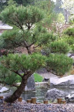 Japanese Black Pine - Pinus Thunbergii - 3 Gallon Pot -Garden Plants Shop Pine Japanese Black 7