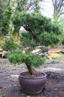 Japanese Black Pine - Pinus Thunbergii - 3 Gallon Pot -Garden Plants Shop Pine Japanese Black In Pot 1