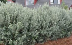 Pineapple Guava - Feijoa Sellowiana - 3 Gallon Pot -Garden Plants Shop Pineapple Guava Hedge 1