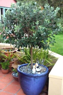 Pineapple Guava - Feijoa Sellowiana - 3 Gallon Pot -Garden Plants Shop Pineapple Guava In Pot 500x750 2