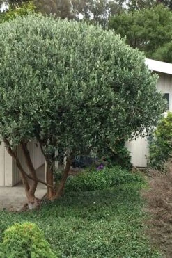 Pineapple Guava - Feijoa Sellowiana - 3 Gallon Pot -Garden Plants Shop Pineapple Guava Tree 21 1