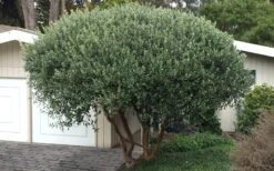 Pineapple Guava -Feijoa Sellowiana - 7 Gallon Pot -Garden Plants Shop Pineapple Guava Tree 22