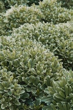 Mojo Dwarf Variegated Pittosporum - 2 Gallon Pot -Garden Plants Shop Pittosporum Mojo 11