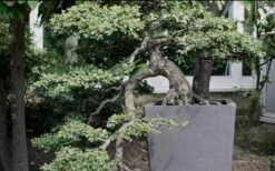 Variegated Pittosporum - Japanese Mock Orange - 1 Gallon Pot -Garden Plants Shop Pittosporum Variegated Bonsai