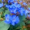 Hardy Blue Plumbago (Ceratostigma Plumbaginoides) - 1 Gallon Pot -Garden Plants Shop Plumbago Hardy Blue 20 1