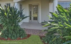 Pringles Dwarf Podocarpus Yew - 6 Pack Of 1 Gallon Pots -Garden Plants Shop Podocarpus Pringles 21