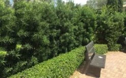 Podocarpus Macrophyllus Upright Yew - 3 Gallon Pot -Garden Plants Shop Podocarpus Upright Yew 12 1